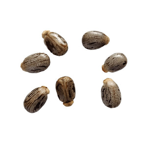 Black castor oil